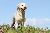 LABRADOR 552